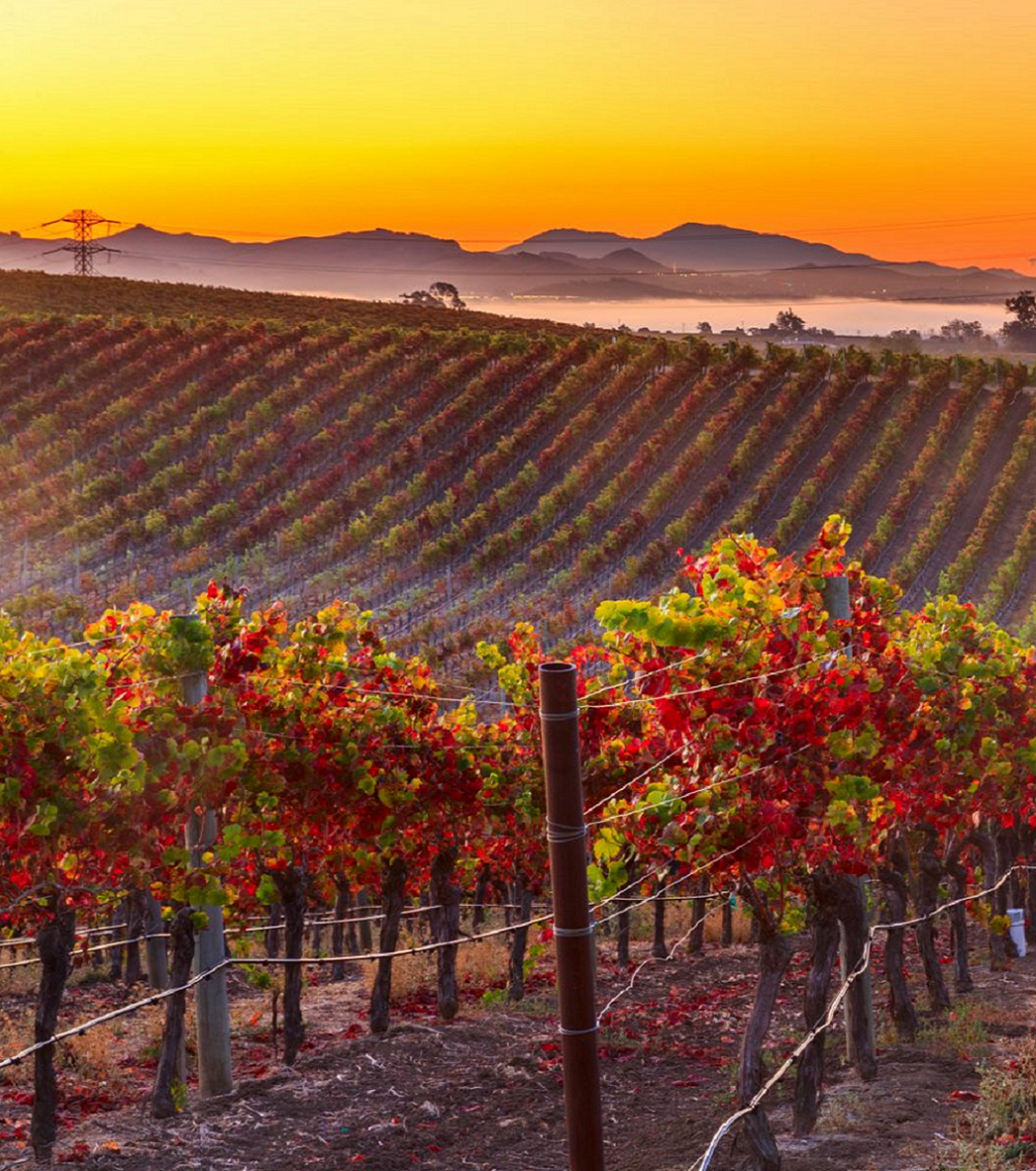 luxury-bucket-list-wine