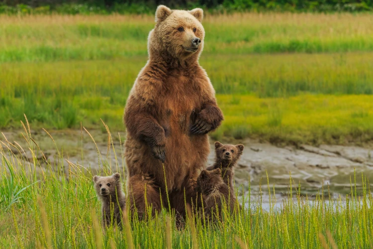 luxury-wildlife-holidays