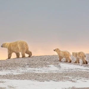 candada-wildlife-holidays
